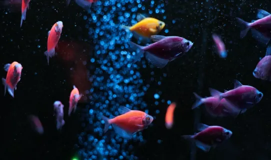 pesci-colorati-542x320