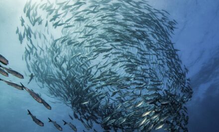 Sostenibilità della pesca nel 2024: Come acquistare pesce etico e rispettoso dell’ambiente